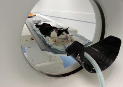 scanner d'un chat