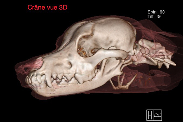 VRT 3D d'un crane de chien